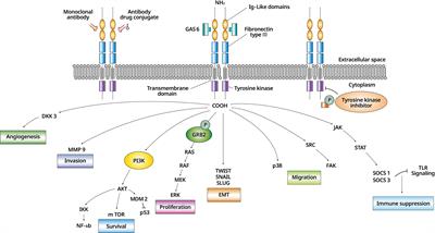 The Development of AXL Inhibitors in Lung Cancer: Recent Progress and Challenges